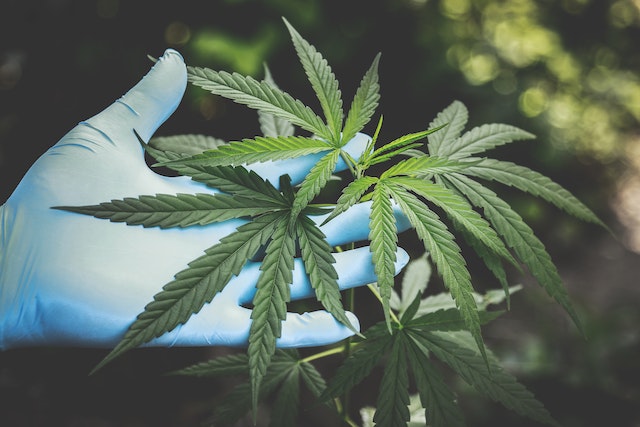 Understanding the Science Behind Medical Marijuana