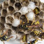 Don't let wasps ruin your outdoor activities! Discover three proven methods to prevent a wasp infestation and enjoy your days worry-free.