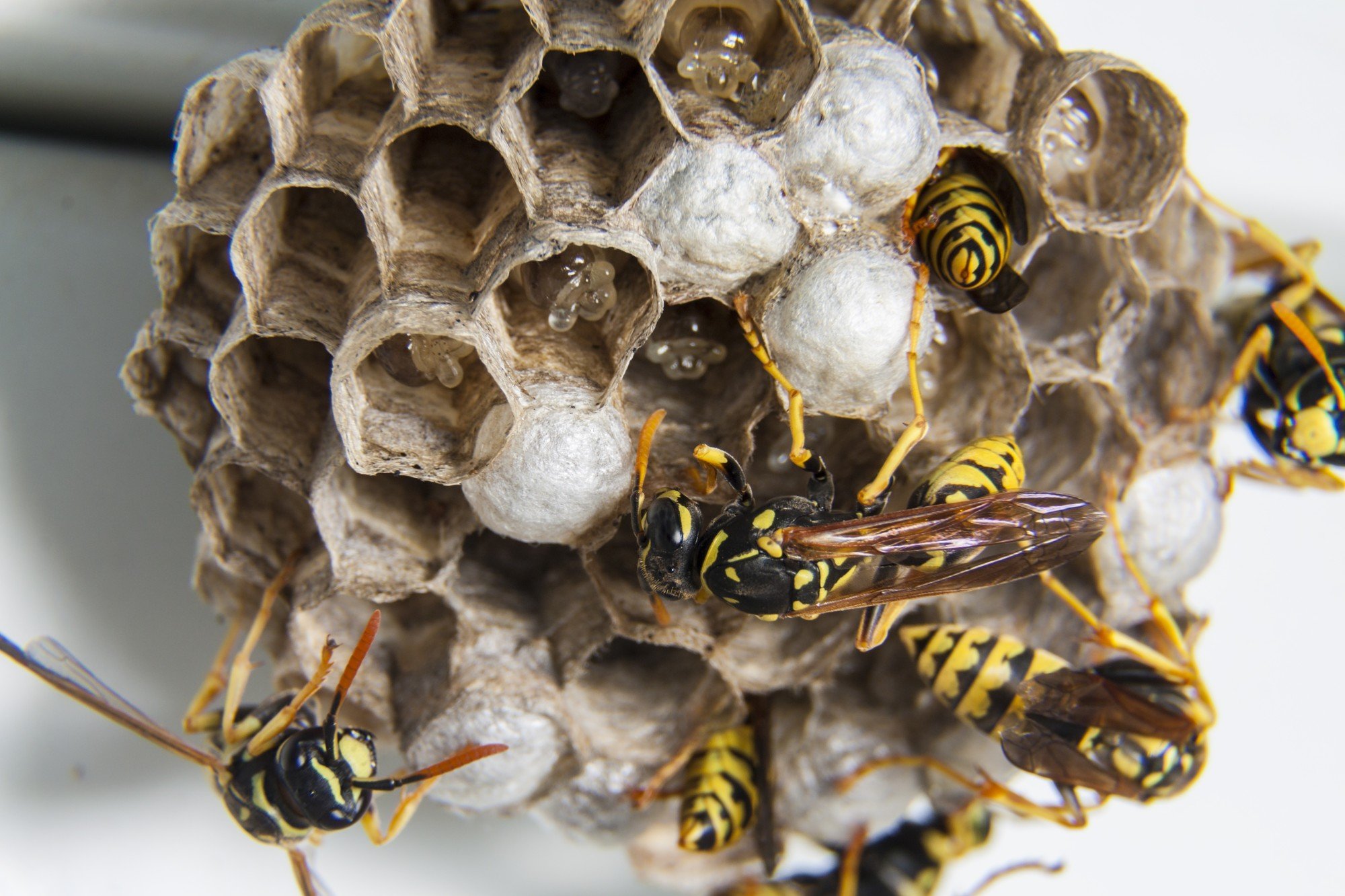 Don't let wasps ruin your outdoor activities! Discover three proven methods to prevent a wasp infestation and enjoy your days worry-free.